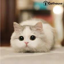 MeowMeow from Melissa Madden Gray, cabaret performer, an AI character on folk