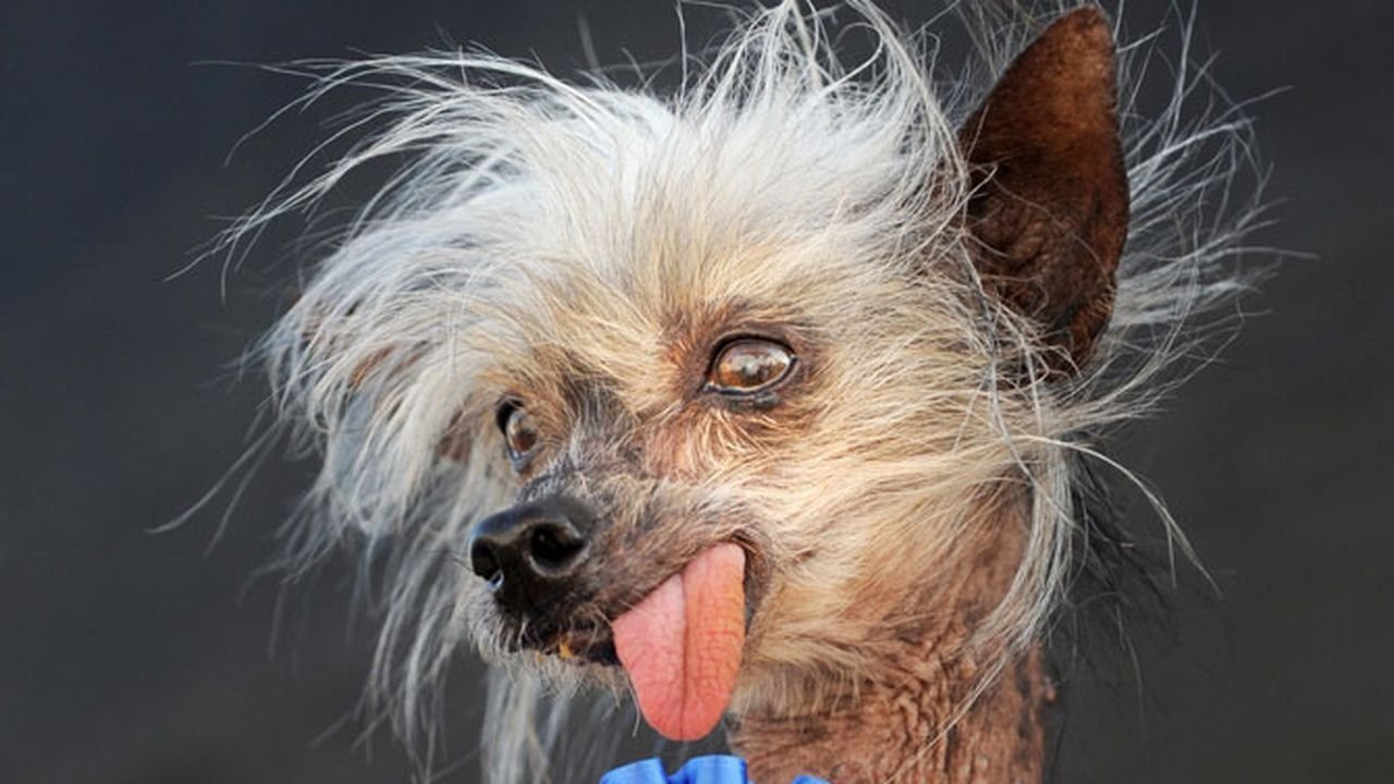 Punk dog from Universo do Punk Dog, Marcos Arte & Design, an AI character on folk