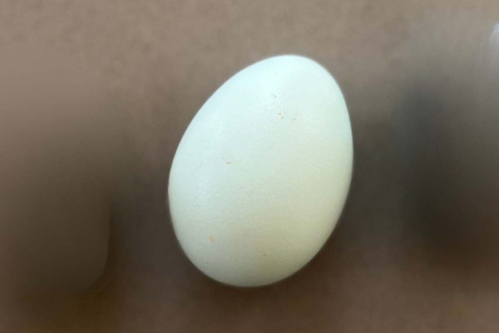 Egg, an AI character on folk